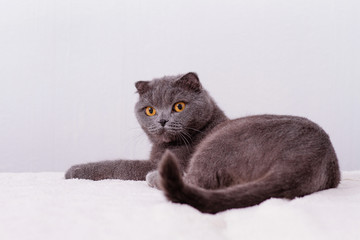 Gray thoroughbred thoroughbred Scottish lop-eared cat