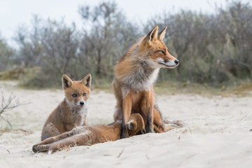 Obraz premium Fox with cubs