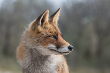 Fox