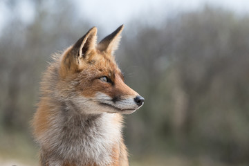 Fox