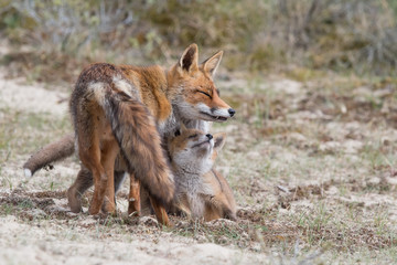 Fox wit cub