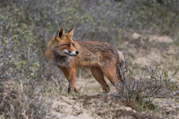 Fox