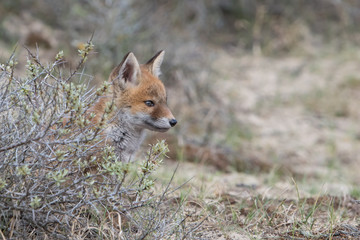 Fox cub