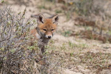 Fototapeta na wymiar Fox Cub