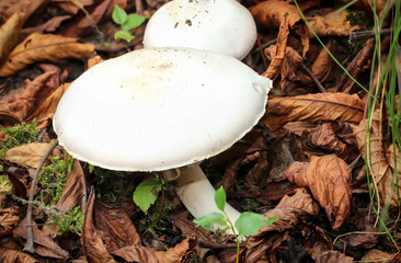 Champignons im Wald 