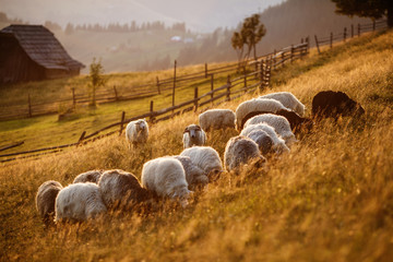 Flock of sheep at sunset. Sheeps in a meadow in the mountains. Beautiful natural landscape - 169600094