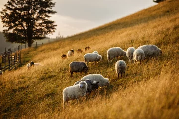 Fototapeten Flock of sheep at sunset. Sheeps in a meadow in the mountains. Beautiful natural landscape © Serhii