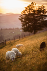 Flock of sheep at sunset. Beautiful natural landscape Sheeps in a meadow in the mountains. - 169600285