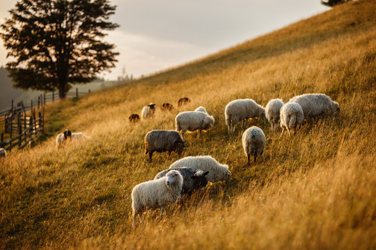 Flock of sheep at sunset. Sheeps in a meadow in the mountains. Beautiful natural landscape