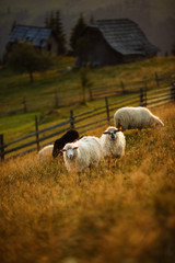 Sheeps in a meadow in the mountains. Flock of sheep at sunset. Sheep looking at the camera. Beautiful natural landscape