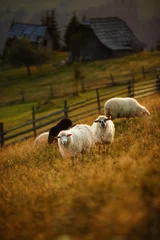 Poster Sheeps in a meadow in the mountains. Flock of sheep at sunset. Sheep looking at the camera. Beautiful natural landscape © Serhii