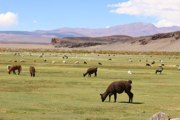 Elevage Lamas