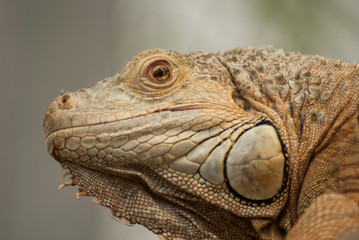 Iguana