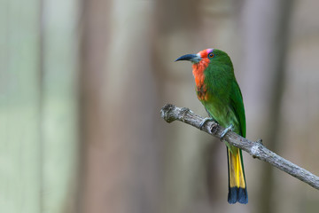 Red-bearded Bee-eater or Nyctyornis amictus, beautiful bird perching on branch with colorful background.