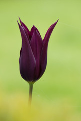 Tulip