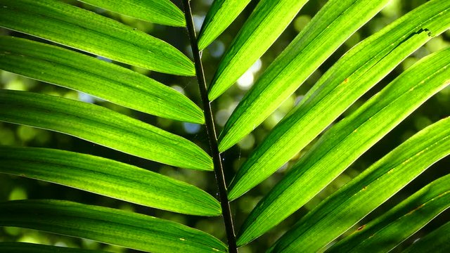 Backlit close up of a palm frond with a soft background in a rainforest.