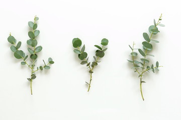 Floral creative layout made of eucalyptus branches on white background. Flat lay, top view