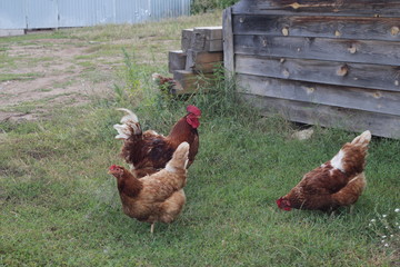 Naklejka premium Chickens and rooster in country yard - agricultural farm