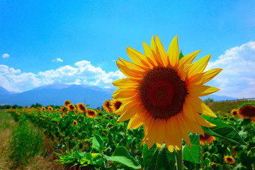 Sunflower field, backdrop. Landscape with sunflower blossom, blue sky on the background.