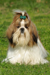 Shih Tzu Dog