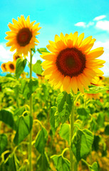 Sunflower field, backdrop. Landscape with sunflower blossom, blue sky on the background.