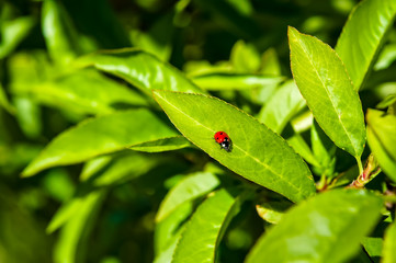 Lady Bug crawling along a fruit tree leaf