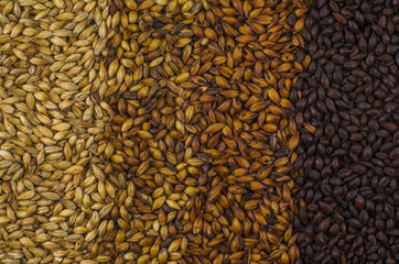 Textura de malte de cevada para fundos, de pale ale a black 