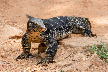 The Bengal monitor or common Indian monitor