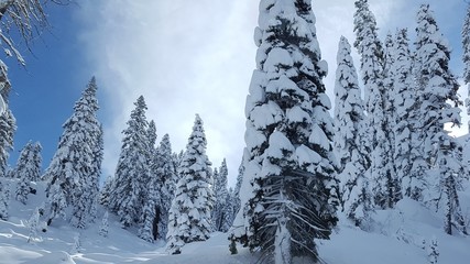 Snow-covered pine trees in the mountains