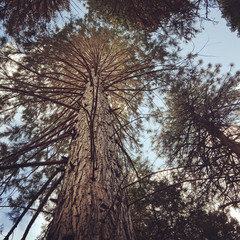 Looking up a tall tree with lots of branches