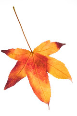 decay of a leaf of liquidambar