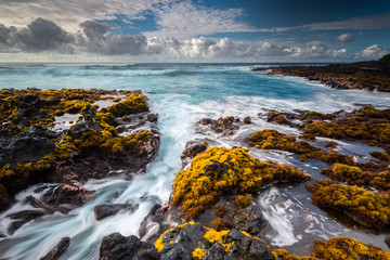 Orange Seaweed at the Coast of Big Island, Hawaii