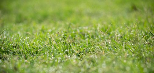 landscape dew