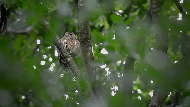 Asian Barred Owlet  calling song
