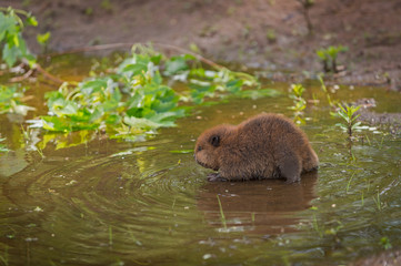 North American Beaver (Castor canadensis) Kit Wades Left Into Water