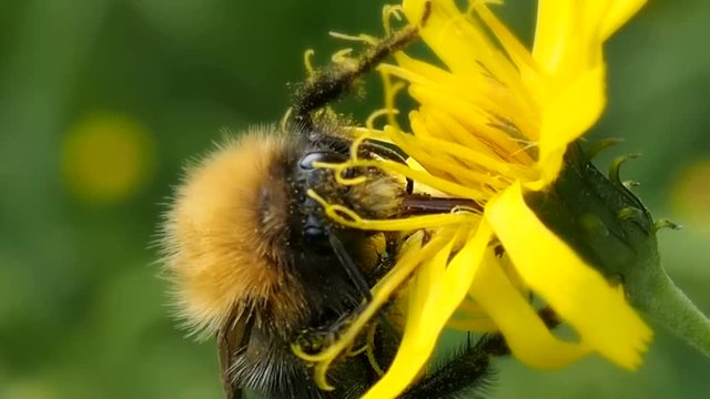 Fat Bumblebee very tasty eats pollen of flower. Bumblebee digs proboscis into nectar - macro. Shaggy insect bee preparing for winter. Ecology of nature close.