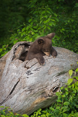 Black Bear Cub (Ursus americanus) Sniffs at Log