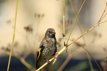 goldfinch