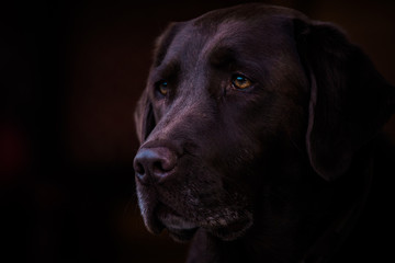 Portrait of a chocolate lab