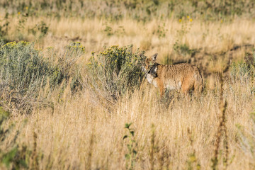 Naklejka na ściany i meble Coyote hiding behind bushes in the grasslands near the Great Salt Lake in Utah on Antelope Island