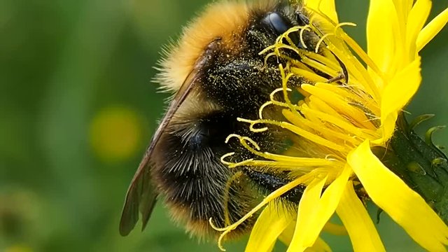 Bumblebee tasty eats pollen on flower. Bumblebee digs proboscis into nectar - macro. Shaggy insect bee preparing for winter. Ecology of nature close.