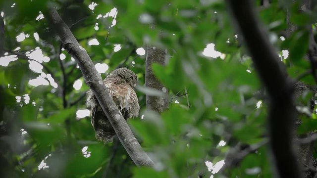 Asian Barred Owlet  calling song
