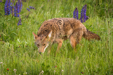 Fototapeta premium Coyote (Canis latrans) Stalks Forward Through Grasses