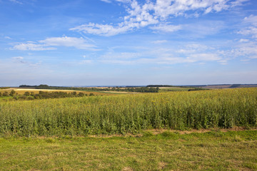 scenic landscape with pheasant cover