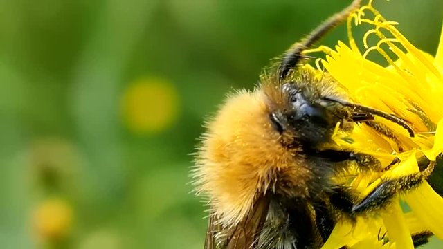 Bumblebee tasty eats pollen of flower. Bumblebee digs proboscis into nectar - macro. Shaggy insect bee preparing for winter. Ecology of nature close.