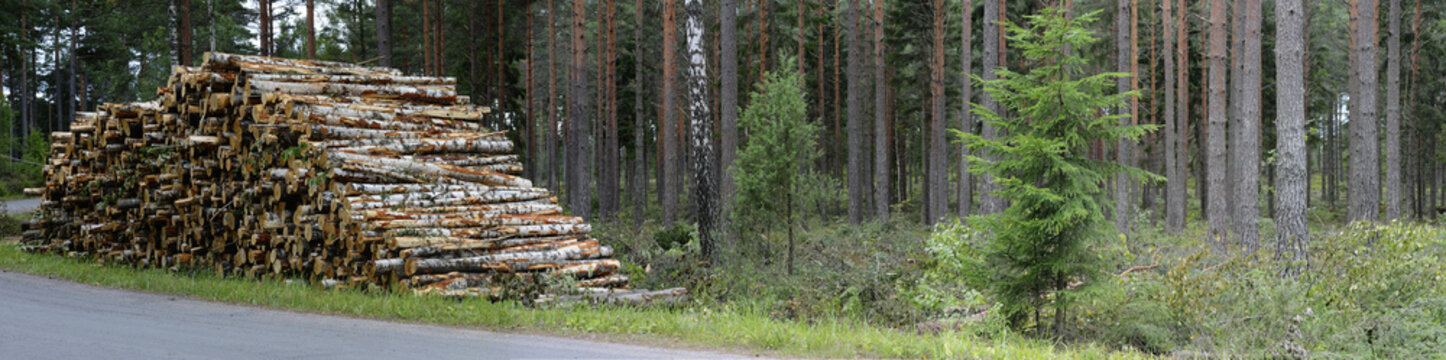 Fototapeta pile of felled birch tree trunks, panorama