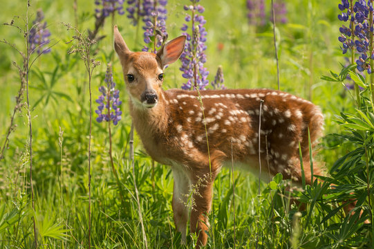 White-Tailed Deer Fawn (Odocoileus virginianus) Looks Out One Ear Back