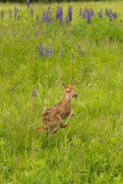 Fototapeta White-Tailed Deer Fawn (Odocoileus virginianus) Leaps