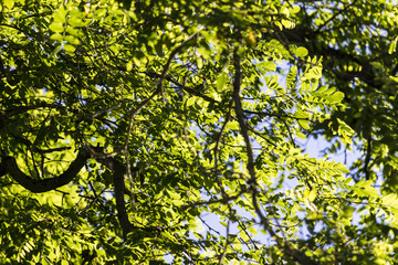 Forest canopy from below lit by sun
