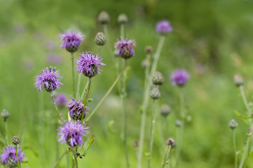 background of meadow flowers, green plants, banner for the site, concept of ecology